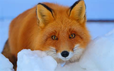 Foxes are cute