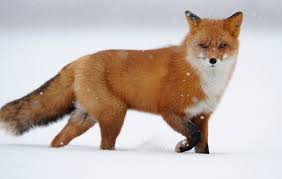 They are orange.