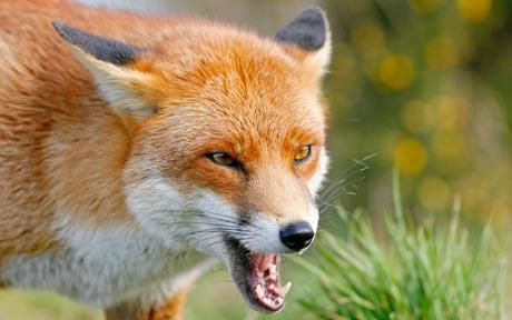 Foxes are the smartest animals on earth.