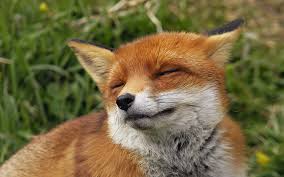 Two foxes are better than one.