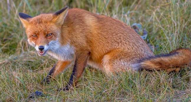 If in doubt, get a pet fox.
